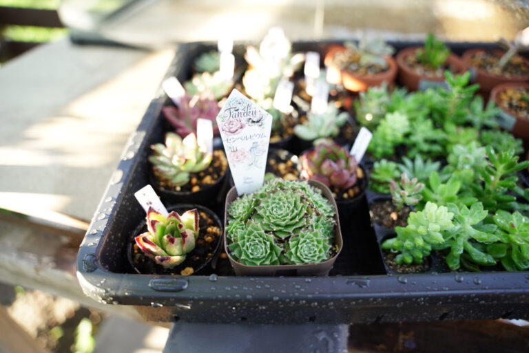 エケベリアの苗をまとめて購入したので育て方 増やし方をわかりやすくメモしておきます カフェの開業と経営のブログ エケベリアの苗をまとめて購入したので育て方 増やし方をわかりやすくメモしておきます カフェの開業と経営のブログ